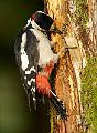 Flaggspett - Great Spotted Woodpecker (Dendrocopos major)male 